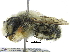  ( - 06745F12-WA)  @13 [ ] CreativeCommons - Attribution (2016) CBG Photography Group Centre for Biodiversity Genomics