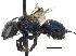  (Osmia dolerosa - 06745G01-WA)  @15 [ ] CreativeCommons - Attribution (2016) CBG Photography Group Centre for Biodiversity Genomics