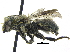  (Osmia texana - 06745G02-WA)  @15 [ ] CreativeCommons - Attribution (2016) CBG Photography Group Centre for Biodiversity Genomics