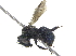  (Osmia sp. M - 06745G05-WA)  @14 [ ] CreativeCommons - Attribution (2016) CBG Photography Group Centre for Biodiversity Genomics