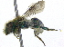  (Osmia exigua - 06745G06-WA)  @13 [ ] CreativeCommons - Attribution (2016) CBG Photography Group Centre for Biodiversity Genomics