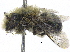  (Osmia sp. J - 06745G07-WA)  @11 [ ] CreativeCommons - Attribution (2016) CBG Photography Group Centre for Biodiversity Genomics