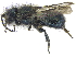  (Osmia sp. I - 06745G08-WA)  @14 [ ] CreativeCommons - Attribution (2016) CBG Photography Group Centre for Biodiversity Genomics