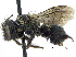  ( - 06745H05-WA)  @15 [ ] CreativeCommons - Attribution (2016) CBG Photography Group Centre for Biodiversity Genomics