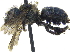  ( - 06745H06-WA)  @14 [ ] CreativeCommons - Attribution (2016) CBG Photography Group Centre for Biodiversity Genomics