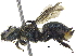  (Osmia sp. E - 06745H08-WA)  @13 [ ] CreativeCommons - Attribution (2016) CBG Photography Group Centre for Biodiversity Genomics