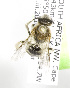  (Lasioglossum ZAF3 - 04483H02-ZAF)  @11 [ ] CreativeCommons - Attribution Non-Commercial Share-Alike (2010) Unspecified York University