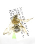  (Trinomia sp. aff. orientalis - 04483H03-ZAF)  @13 [ ] CreativeCommons - Attribution Non-Commercial Share-Alike (2010) Unspecified York University