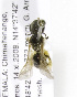  (Lasioglossum sp. 1GTM - 04486A03-GTM)  @11 [ ] CreativeCommons - Attribution Non-Commercial Share-Alike (2010) Unspecified York University