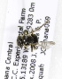  (Pachynomia - 04791A05-GHA)  @11 [ ] CreativeCommons - Attribution Non-Commercial Share-Alike (2010) Unspecified York University