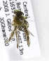  (Trinomia orientalis - 04791A06-GHA)  @12 [ ] CreativeCommons - Attribution Non-Commercial Share-Alike (2010) Unspecified York University