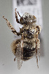  ( - CCDB-34572 A05)  @11 [ ] CreativeCommons - Attribution by Laurence Packer (2017) Laurence Packer York University