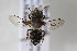  (Megachile serricauda - CCDB-34571 A06)  @11 [ ] CreativeCommons - Attribution by Laurence Packer (2020) Laurence Packer York University