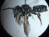  (Megachile chichimeca - CCDB-34569 A06)  @11 [ ] CreativeCommons - Attribution by Laurence Packer (2017) Laurence Packer York University