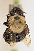  ( - CCDB-34684 A08)  @11 [ ] CreativeCommons - Attribution by Laurence Packer (2017) Laurence Packer York University