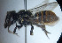  (Megachile otomita - CCDB-34569 A10)  @11 [ ] CreativeCommons - Attribution by Laurence Packer (2017) Laurence Packer York University