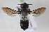  (Megachile lucidiventris - CCDB-34571 A12)  @11 [ ] CreativeCommons - Attribution by Laurence Packer (2020) Laurence Packer York University