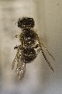  (Leioproctus lanceolatus - CCDB-30383 A5)  @11 [ ] CreativeCommons - Attribution (2016) Laurence Packer York University