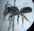  (Megachile texensis - CCDB-34569 B03)  @11 [ ] CreativeCommons - Attribution by Laurence Packer (2017) Laurence Packer York University