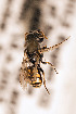  ( - CCDB-34684 B05)  @11 [ ] CreativeCommons - Attribution by Laurence Packer (2017) Laurence Packer York University