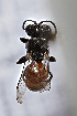  (Cresson parvispinosus - CCDB-34572 B07)  @11 [ ] CreativeCommons - Attribution by Laurence Packer (2017) Laurence Packer York University