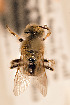  ( - CCDB-34684 B10)  @11 [ ] CreativeCommons - Attribution by Laurence Packer (2017) Laurence Packer York University