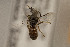  (Colletes sp. 3 - CCDB-24581 B12)  @11 [ ] CreativeCommons - Attribution (2016) Laurence Packer York University