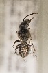  (Leioproctus minutus - CCDB-30383 B6)  @13 [ ] CreativeCommons - Attribution (2016) Laurence Packer York University