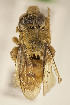  (Elaphropoda sp - CCDB-24581 C05)  @11 [ ] CreativeCommons - Attribution (2016) Laurence Packer York University