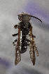  (Melanomia - CCDB-33206 C07)  @11 [ ] CreativeCommons - Attribution (2018) Laurence Packer York University