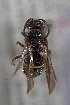  ( - CCDB-33206 C09)  @11 [ ] CreativeCommons - Attribution (2018) Laurence Packer York University