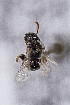  ( - CCDB-30386 C10)  @11 [ ] CreativeCommons - Attribution (2017) Laurence Packer York University