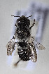  (Megachile canifrons - CCDB-34571 C11)  @11 [ ] CreativeCommons - Attribution by Laurence Packer (2020) Laurence Packer York University