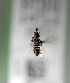  (Xeromelissa semilla sp1 - CCDB-06382 H06)  @11 [ ] Unspecified (default): All Rights Reserved (2014) Packer Collection York University York University