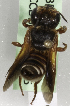  (Megachile KEN04 - CCDB-09808 A05)  @13 [ ] CreativeCommons - Attribution Non-Commercial Share-Alike (2012) Packer Collection York University York University