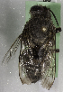  (Megachile KENSPCC - CCDB-09808 A06)  @13 [ ] CreativeCommons - Attribution Non-Commercial Share-Alike (2012) Packer Collection York University York University
