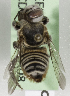  (Megachile KENSPEE - CCDB-09808 A08)  @13 [ ] CreativeCommons - Attribution Non-Commercial Share-Alike (2012) Packer Collection York University York University