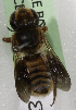  (Megachile KENSPFF - CCDB-09808 B07)  @12 [ ] CreativeCommons - Attribution Non-Commercial Share-Alike (2012) Packer Collection York University York University