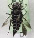  (Coelioxys KEN05 - CCDB-09808 C02)  @12 [ ] CreativeCommons - Attribution Non-Commercial Share-Alike (2012) Packer Collection York University York University