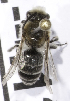  (Colletes MNG2 - CCDB-09808 F11)  @11 [ ] CreativeCommons - Attribution Non-Commercial Share-Alike (2012) Packer Collection York University York University