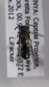  (Hylaeus KENLP2 - CCDB-15266 A12)  @12 [ ] CreativeCommons - Attribution Non-Commercial Share-Alike (2012) Packer Collection York University York University