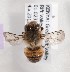  (Megachile KEN17 - CCDB-15266 B01)  @12 [ ] CreativeCommons - Attribution Non-Commercial Share-Alike (2012) Packer Collection York University York University