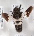  (Megachile KENLP3 - CCDB-15266 B06)  @11 [ ] CreativeCommons - Attribution Non-Commercial Share-Alike (2012) Packer Collection York University York University