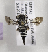  (Coelioxys KEN01 - CCDB-15266 C01)  @11 [ ] CreativeCommons - Attribution Non-Commercial Share-Alike (2012) Packer Collection York University York University