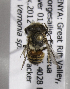  (Megachile HoA01 - CCDB-15266 C06)  @12 [ ] CreativeCommons - Attribution Non-Commercial Share-Alike (2012) Packer Collection York University York University