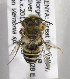  (Megachile KENLP5 - CCDB-15266 C07)  @14 [ ] CreativeCommons - Attribution Non-Commercial Share-Alike (2012) Packer Collection York University York University