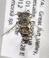  (Coelioxys KENLP4 - CCDB-15266 C09)  @11 [ ] CreativeCommons - Attribution Non-Commercial Share-Alike (2012) Packer Collection York University York University