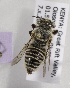  (Megachile KENLP6 - CCDB-15266 D01)  @13 [ ] CreativeCommons - Attribution Non-Commercial Share-Alike (2012) Packer Collection York University York University
