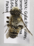  (Megachile KEN17 - CCDB-15266 D08)  @12 [ ] CreativeCommons - Attribution Non-Commercial Share-Alike (2012) Packer Collection York University York University