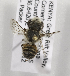  (Megachile KENLP8 - CCDB-15266 D09)  @11 [ ] CreativeCommons - Attribution Non-Commercial Share-Alike (2012) Packer Collection York University York University